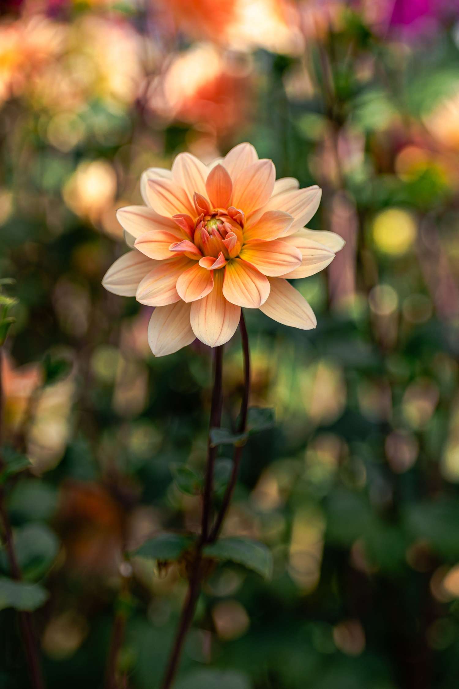 Daalia 'Apricot Desire'